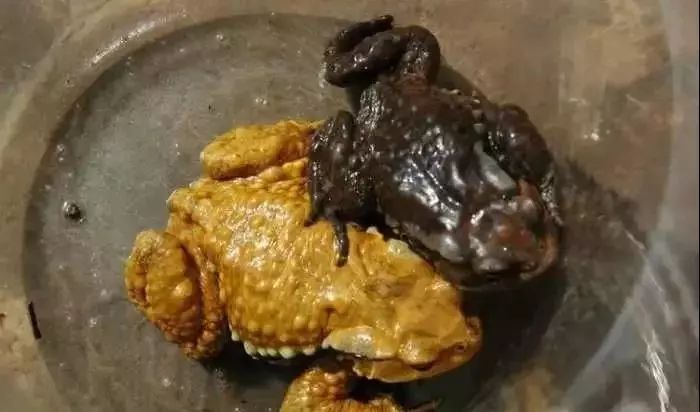广州人最爱吃的"野味
