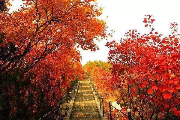 北京彻底红了!17处赏秋胜地进入最佳观赏期,2018年红叶观赏指南 .图片