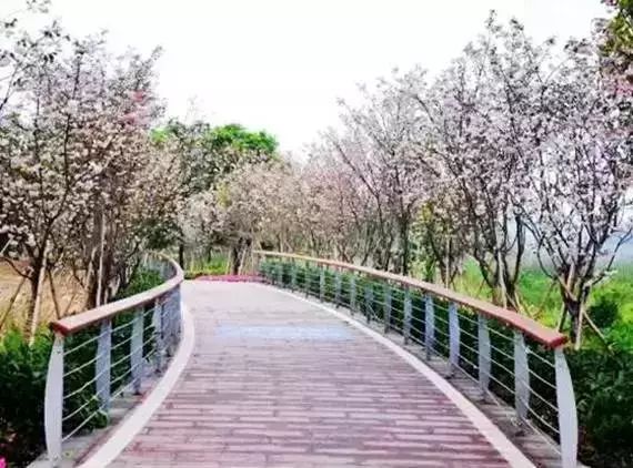 36 南沙蕉门公园